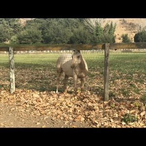 Meet your Posher, Corrinne